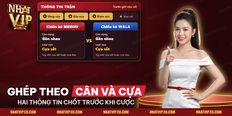 Hai chiến kê ghép theo cân nặng và loại cựa trước giờ vào sới Thomo